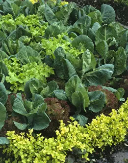 Organic Collection: Lettuce and cabbage growing in garden