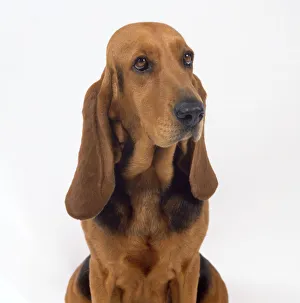 A light brown Jura Laufhund Bruno with dangling pendulous ears, head only shot A light brown Jura Laufhund Bruno with dangling pendulous ears, head only shot
