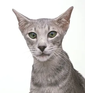 Lilac Oriental Tabby shorthair cat with green eyes, haws slightly raised Lilac Oriental Tabby shorthair cat with green eyes, haws slightly raised