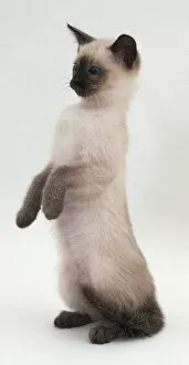 Images Dated 11th March 2014: Lilac Siamese Kitten Standing up on Hind Paws