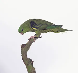 Lineolated parakeet (Bolborhynchus lineola), perching on a branch, side view Lineolated parakeet (Bolborhynchus lineola), perching on a branch, side view
