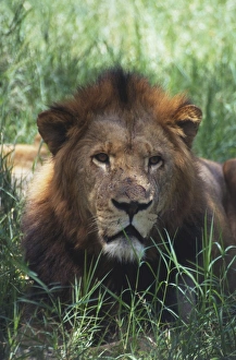 Lion in the long grass, Lion and Cheetah Park, south west of Harare, Zimbabwe Lion in the long grass, Lion and Cheetah Park, south west of Harare, Zimbabwe