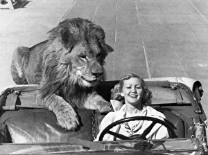 <b class=qtipBold><figcaption>Lion Takes A Daily Ride</figcaption></b><br>Venice, California: c. 1938. Ruby Wood has a 300 pound lion that likes to take a a daily ride in her roadster.<br><em>© Underwood Archives/UIG</em> Lion Takes A Daily Ride