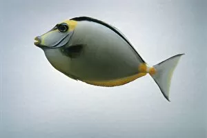 Naso Gallery: Lipstick tang (Naso tang) fish, side view