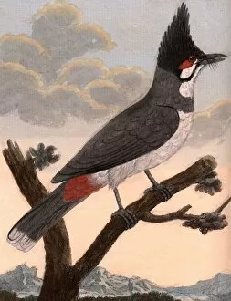 Little Crested Crested Blackbird