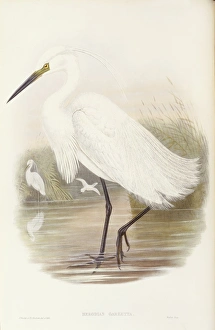 Little egret (Egretta garzetta), Engraving by John Gould