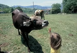 Images Dated 30th September 2004: little girl with Cows