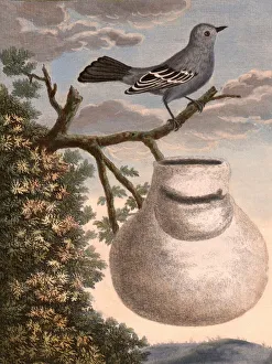 Little tit of the Cape of Good Hope Little tit of the Cape of Good Hope