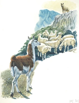 Llama Lama glama guarding flock of sheep, illustration