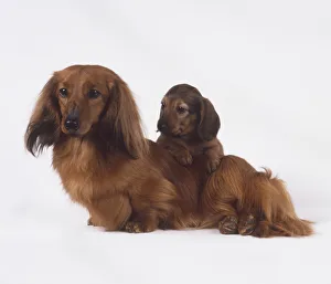 Long-Haired Dachshund (Canis familiaris) with puppy leaning over its back Long-Haired Dachshund (Canis familiaris) with puppy leaning over its back