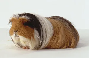 Long Haired Light Brown Guinea Pig, With Black And White Markings Around Face Long Haired Light Brown Guinea Pig, With Black And White Markings Around Face