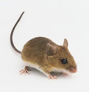 A Long-tailed field Mouse (Apodemus sylvaticus) A Long-tailed field Mouse (Apodemus sylvaticus)