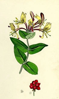 Lonicera Periclymenum, Common Woodbine Lonicera Periclymenum, Common Woodbine
