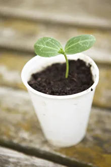 <b class=qtipBold><figcaption>Loofah seedling</figcaption></b><br><em>© Dorling Kindersley/UIG</em> Loofah seedling