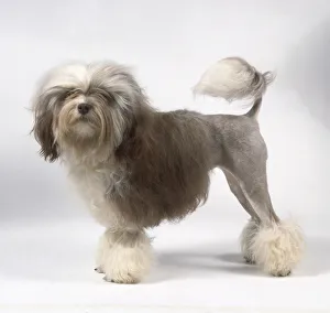 A Lowchen dog with grayish-brown hair on the front of its body, shaved hind quarters A Lowchen dog with grayish-brown hair on the front of its body, shaved hind quarters