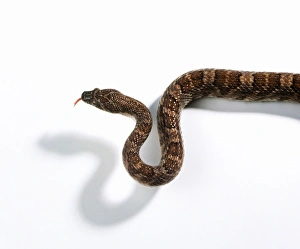 Lyre snake (Trimorphodon biscutatus) hissing, view from above Lyre snake (Trimorphodon biscutatus) hissing, view from above