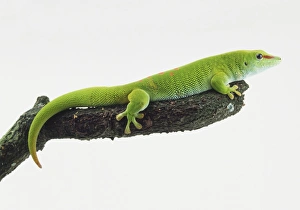 Madagascan Day Gecko (Phelsuma madagascariensis) perching on the end of a branch Madagascan Day Gecko (Phelsuma madagascariensis) perching on the end of a branch