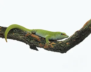 Madagascar day gecko (Phelsuma madagascariensis) on tree branch, side view Madagascar day gecko (Phelsuma madagascariensis) on tree branch, side view