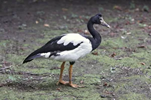 Magpie goose (Anseranas semipalmata), side view Magpie goose (Anseranas semipalmata), side view