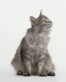 Maine Coon cat, sitting, looking up