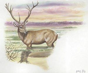Male Barasingha Cervus duvauceli, illustration Male Barasingha Cervus duvauceli, illustration