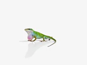 Male Carolina Anole (Anolis carolinensis), also known as Green Anole lizard Male Carolina Anole (Anolis carolinensis), also known as Green Anole lizard