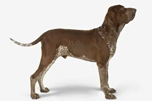 Male chestnut brown and white Bracco Italiano dog, standing with head in profile Male chestnut brown and white Bracco Italiano dog, standing with head in profile