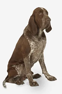 Male chestnut brown and white Bracco Italiano dog, sitting Male chestnut brown and white Bracco Italiano dog, sitting