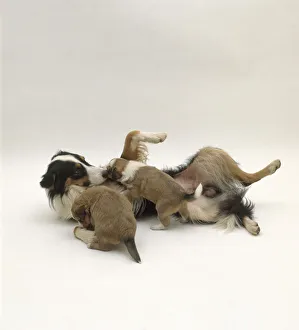 Male dog lying on back playing with two puppies, close-up Male dog lying on back playing with two puppies, close-up