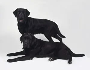 Two male and female black Labrador Retrievers standing and lying down together Two male and female black Labrador Retrievers standing and lying down together
