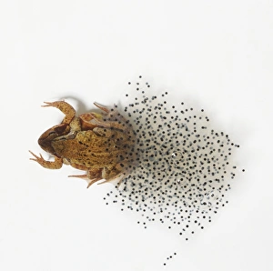 Male and female Common Frogs (Rana temporaria) in amplexus, producing eggs Male and female Common Frogs (Rana temporaria) in amplexus, producing eggs