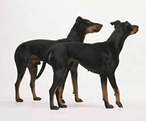 Male and female Manchester Terriers, standing Male and female Manchester Terriers, standing