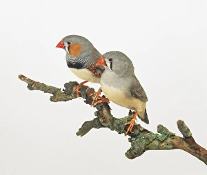 Male and female Zebra Finch (Taeniopygia guttata) side by side on a branch Male and female Zebra Finch (Taeniopygia guttata) side by side on a branch