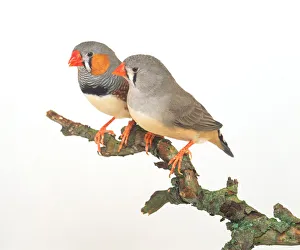 Male and female Zebra Finches (Taeniopygia guttata ) side by side on a twig Male and female Zebra Finches (Taeniopygia guttata ) side by side on a twig