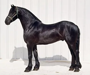 Male Friesian horse, standing, head in profile Male Friesian horse, standing, head in profile