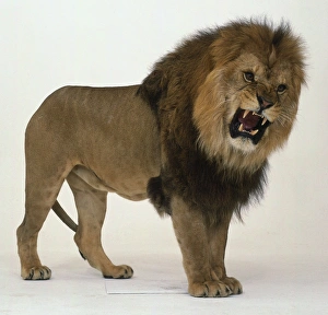 <b class=qtipBold><figcaption>Male Lion roaring</figcaption></b><br><em>© Dorling Kindersley/UIG</em> Male Lion roaring