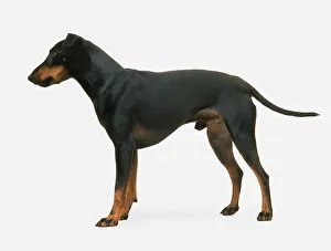 Male Manchester Terrier, standing Male Manchester Terrier, standing