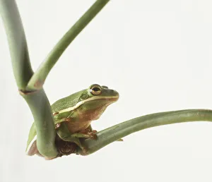 Male North American Tree Frog (Hylidae) sitting on plant stem Male North American Tree Frog (Hylidae) sitting on plant stem