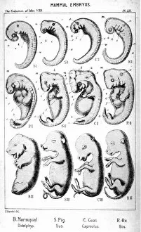 Images Dated 1st January 1910: Mammal embryos