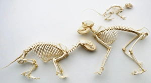 Three mammal skeletons, including Squirrel (top), Badger (left) and Rhesus Monkey (right) Three mammal skeletons, including Squirrel (top), Badger (left) and Rhesus Monkey (right)