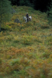 Cowboy Hats Gallery: Man. Horse