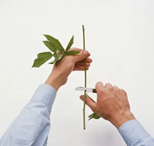 Man using penknife to cut blackberry leaf stem above bud Man using penknife to cut blackberry leaf stem above bud