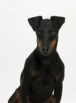 Manchester Terrier, looking at camera Manchester Terrier, looking at camera
