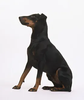 Manchester Terrier, sitting, side view Manchester Terrier, sitting, side view