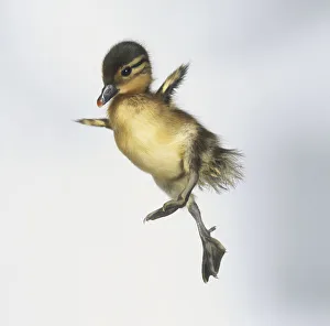 <b class=qtipBold><figcaption>Mandarin Duck in Freefall (E)</figcaption></b><br><em>© Dorling Kindersley/UIG</em> Mandarin Duck in Freefall (E)