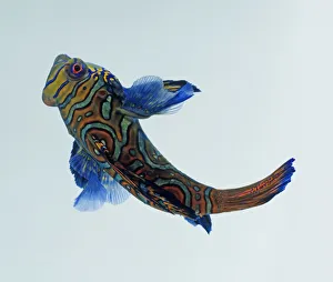 Mandarinfish (Synchiropus splendidus), side view Mandarinfish (Synchiropus splendidus), side view