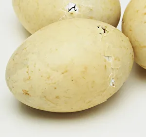 Maned duck eggs showing different stages of pipping Maned duck eggs showing different stages of pipping