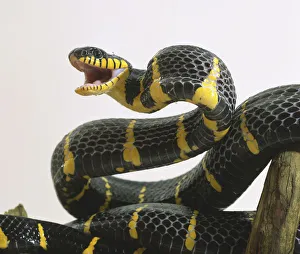 Mangrove Snake, Boiga dendrophila, with mouth open Mangrove Snake, Boiga dendrophila, with mouth open
