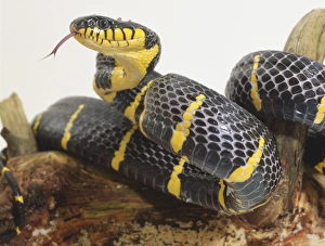 Mangrove snake, striking black and yellow stripes, forked tongue flickering out of notch Mangrove snake, striking black and yellow stripes, forked tongue flickering out of notch