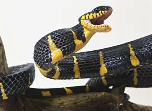 Mangrove Snake, vivid black and yellow colouring, mouth wide open to strike prey as fangs Mangrove Snake, vivid black and yellow colouring, mouth wide open to strike prey as fangs